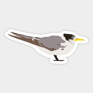 Greater Crested Tern Sticker